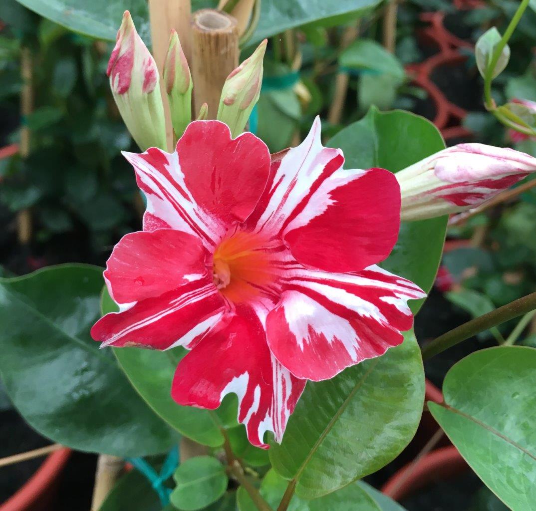 Sun Parasol® Mandevillas